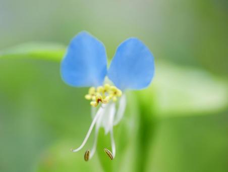 背景に合うつゆ草のクローズアップ 背景に合うつゆ草のクローズアップの写真