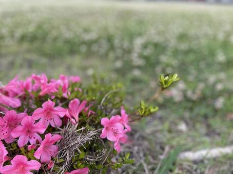 さつき さつきの写真