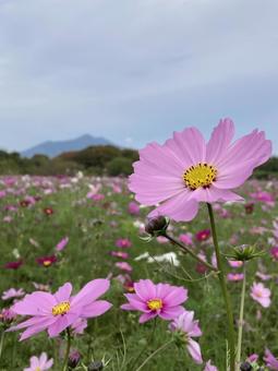 秋の午後に咲きほこるコスモスの花 コスモス,秋桜,花の写真素材