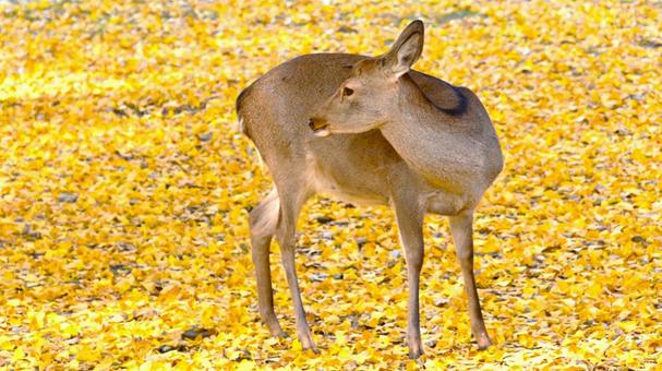紅葉したイチョウと奈良公園の鹿 紅葉,イチョウ,銀杏の写真素材