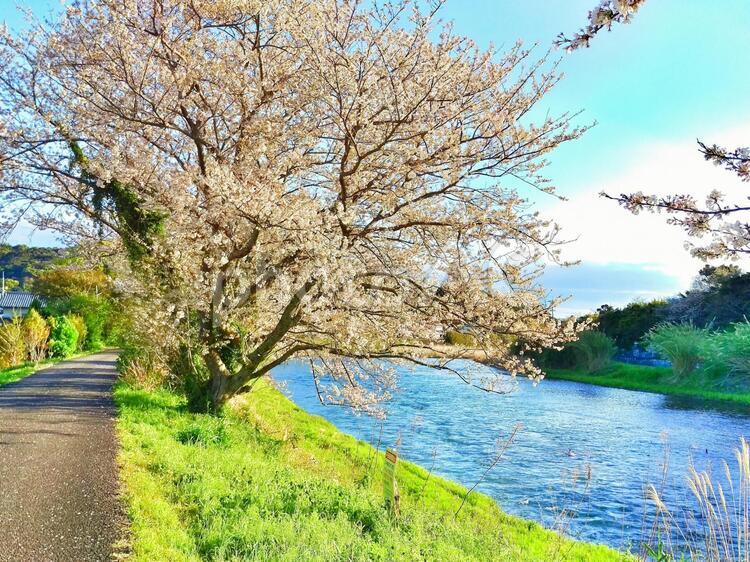 川辺の桜 風景,自然,桜の写真素材
