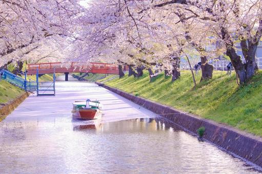 [愛知県]丹羽郡大口町の五条川の桜並木 桜,桜並木,菜の花の写真素材
