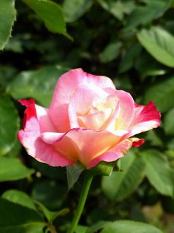 公園のバラ園で開花した多色のバラの花 バラ,花,植物の写真素材