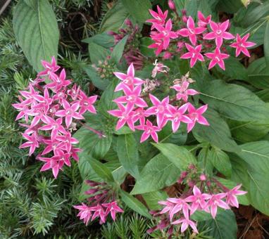 1 ピンク星タイプの花 1 ピンク星タイプの花の写真