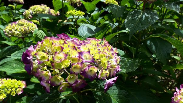 あじさいの花 あじさいの花の写真