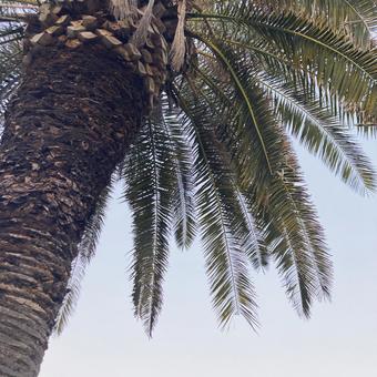 ヤシの木 ヤシの木 ヤシの木,南国,夏の写真素材