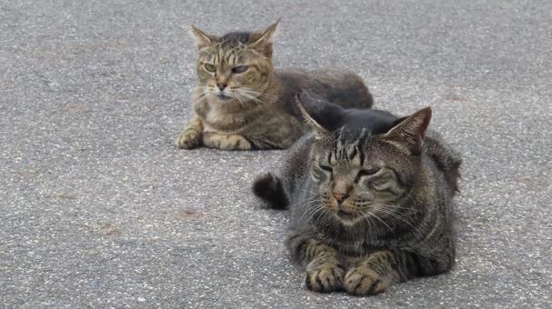 夕涼みが日課のもふもふな猫様たち 夕涼みが日課のもふもふな猫様たち 猫,キジトラ,寝そべるの写真素材