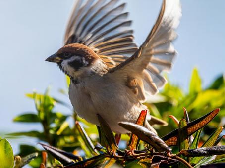 Sparrow perched on a branch, JPG Sparrow perched on a branch, JPG
