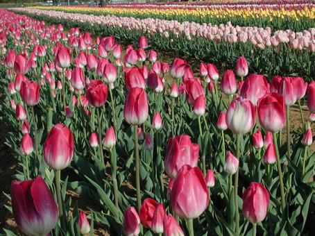 チューリップ・Tulips チューリップ・Tulips 咲く風景,球根植物,チューリップの写真素材