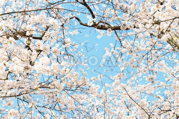 青空と白い桜６ 桜,さくら,サクラの写真素材