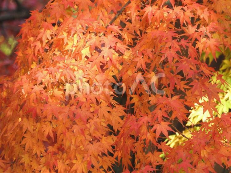 秋の風景 葉っぱ,紅葉,自然の写真素材