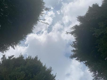 木と雲 木と雲の写真