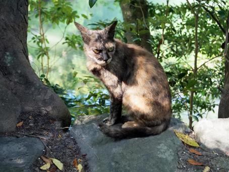 猫 正面 猫 正面の写真