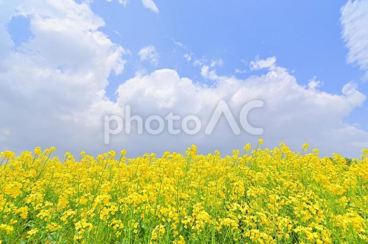 菜の花畑　春の風物詩 菜の花,菜の花畑,花畑の写真素材
