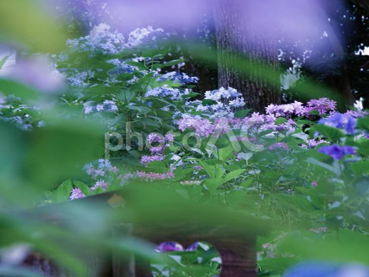 筥崎宮　あじさい苑　あじさいブルー 筥崎宮,あじさい苑,あじさいの写真素材
