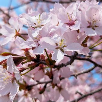 北海道 五月 えぞやまざくら 北海道 五月 えぞやまざくらの写真