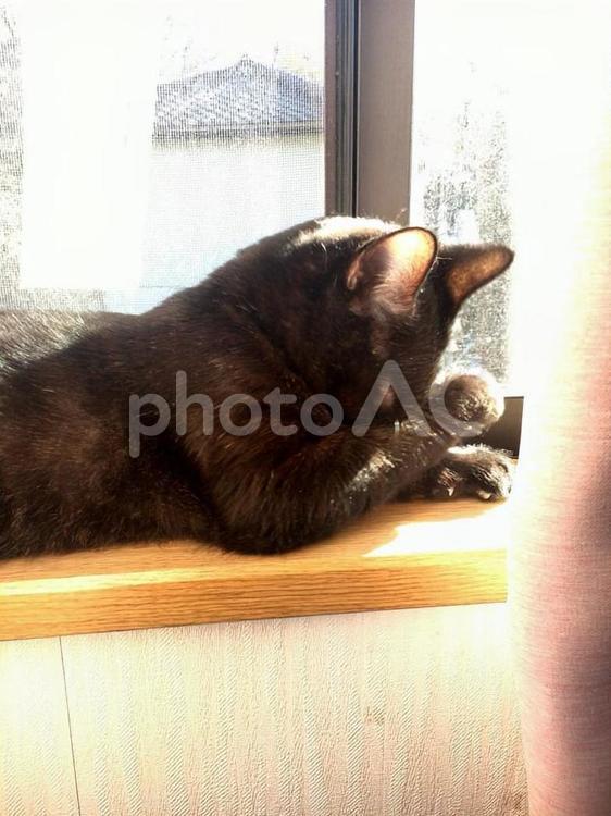 窓際の黒猫るーく　ごめん寝ver 猫,キャット,黒猫の写真素材