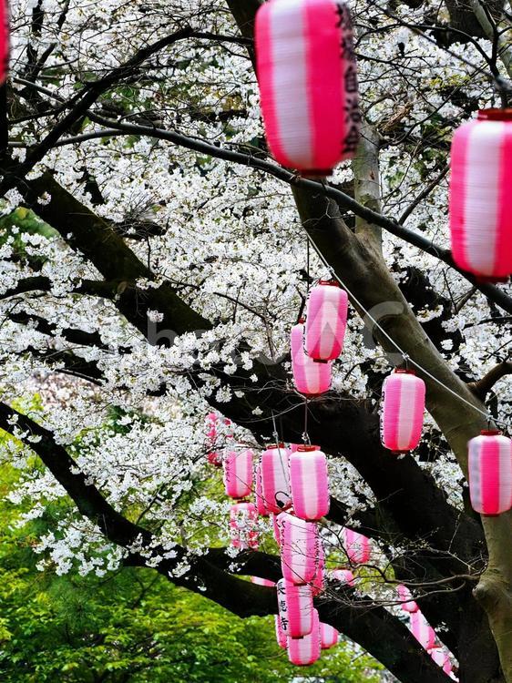 桜祭り　さくらと提灯 桜と提灯,風物詩,春の行事の写真素材