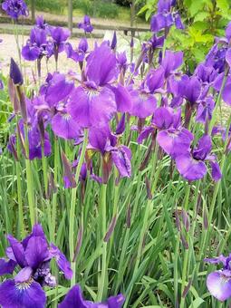 菖蒲の花 菖蒲,花,アヤメの写真素材