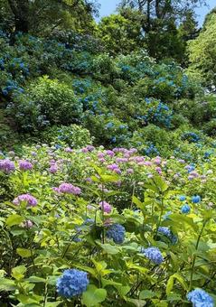Photo, gomadoyama, niigata prefecture, hydrangea, 