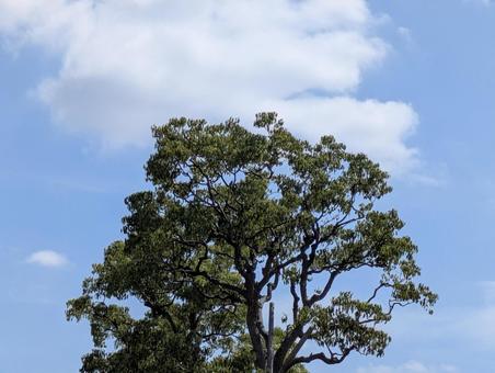 処暑過ぎの横浜市北部の空と樹木の写真