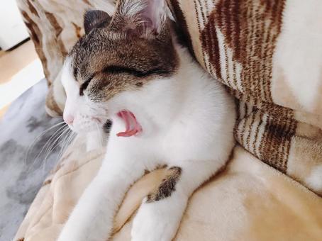 ねこあくび ねこあくびの写真
