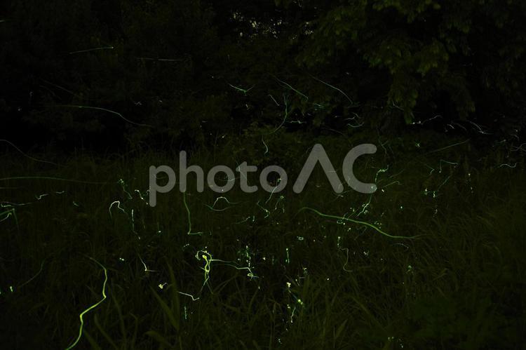 自然の中飛び交うホタル 蛍,ホタル,初夏の写真素材