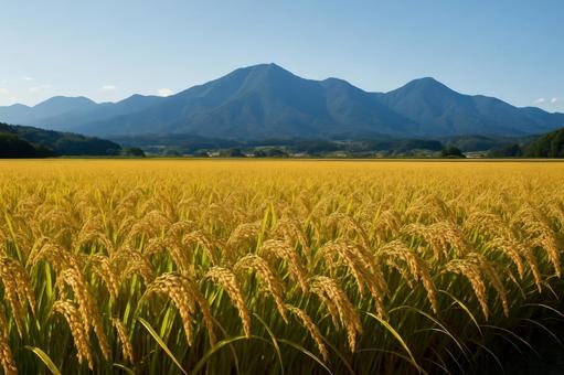 稲穂が実る田園と遠くの青い山 稲穂が実る田園と遠くの青い山の写真