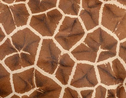 キリンの斑模様毛皮 キリンの斑模様毛皮の写真
