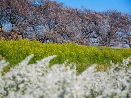 熊谷桜堤の桜 熊谷桜堤の桜 桜,ソメイヨシノ,熊谷の写真素材