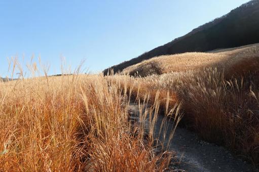 仙石原のススキ 仙石原,ススキ,すすきの写真素材