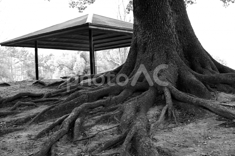 公園の木の根、モノクロ 色,屋外で,冬の写真素材