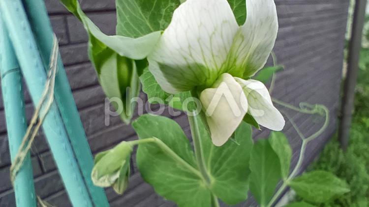 スナップエンドウの花 花,スナップエンドウ,豆の写真素材