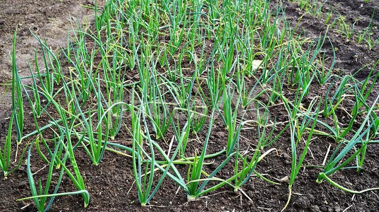 畑で栽培されているねぎ ねぎ,野菜,栽培の写真素材