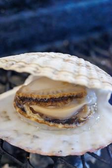 Scallops, JPG Scallops, JPG