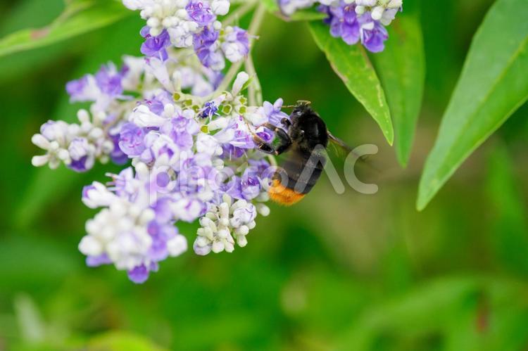ニンジンボクとクロマルハナバチ⑿ 花,蜂,セイヨウニンジンボクの写真素材