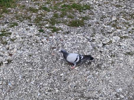 1羽の鳩 1羽の鳩 エサ,砂利道,鳥の写真素材