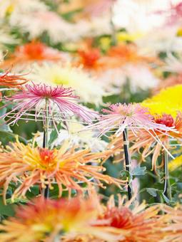 菊 菊 菊,菊の花,キクの写真素材