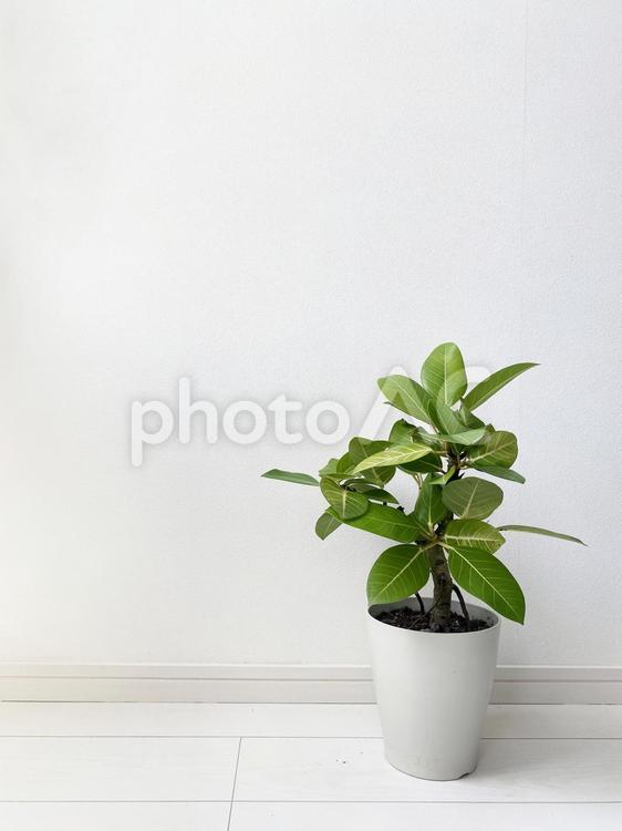 観葉植物「フィカスアルテシマ」室内風景。上に大きくスペースをとった引きのアングル 観葉植物,インテリア,おしゃれの写真素材