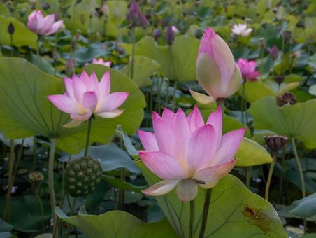 蓮005 蓮,ハス,はすの写真素材