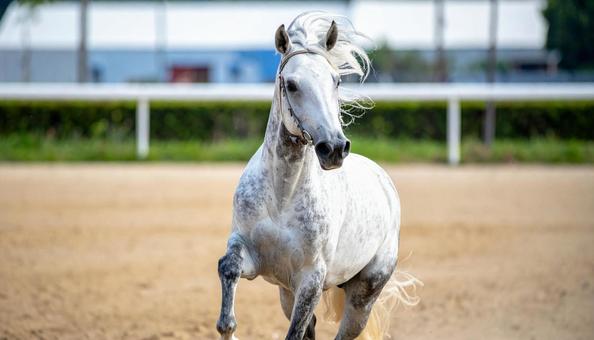 馬場を気持ち良さそうに走る白馬の写真