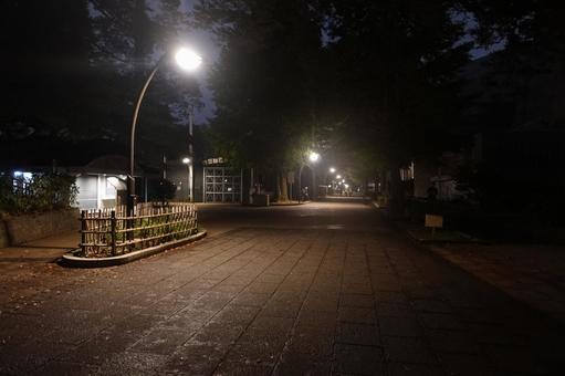 上野公園の夜道 上野公園の夜道 上野公園,上野恩賜公園,上野の写真素材