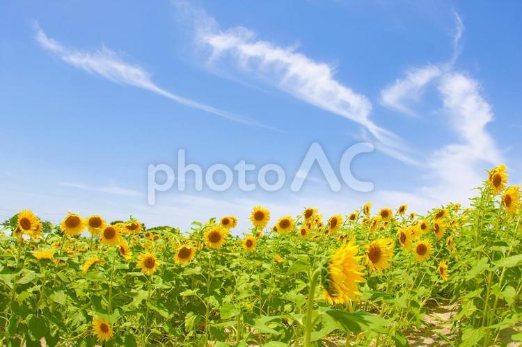 [愛知県]日進市の愛知牧場のひまわり畑 花畑,向日葵,向日葵畑の写真素材