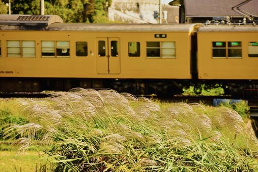 秋風にたなびくススキと列車 秋風にたなびくススキと列車 ススキ,秋風,列車の写真素材