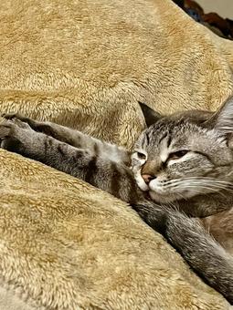 猫 猫 猫,ねこ,ネコの写真素材