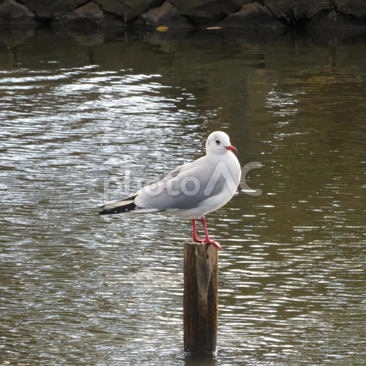 池の杭の上に止まる越冬中のユリカモメ ユリカモメ,鳥,野鳥の写真素材