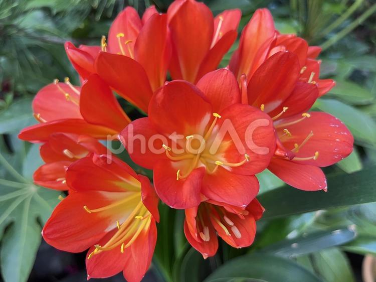 きれいに咲く赤い花 鮮やか,春,春風景の写真素材