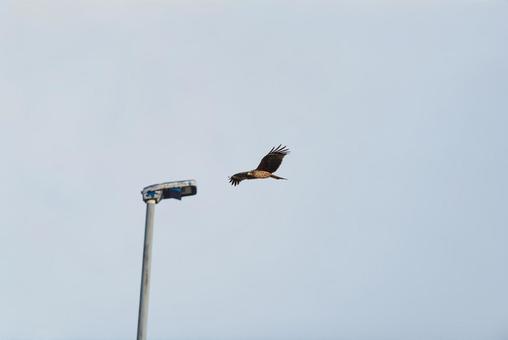 大空を優雅に舞うトビ 大空を優雅に舞うトビ トビ,野鳥,鳥の写真素材