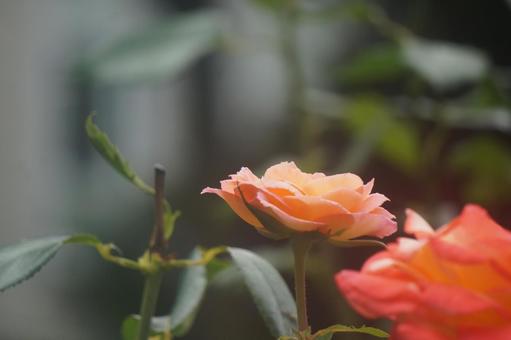 薔薇 薔薇 薔薇,春,秋の写真素材