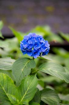 鮮やかな青い紫陽花 鮮やかな青い紫陽花 紫陽花,花,植物の写真素材